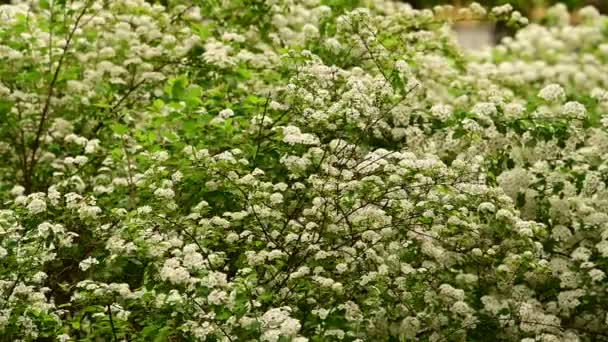 Ramos Arbusto Com Belas Flores Brancas Balançando Vento Close Conceito — Vídeo de Stock