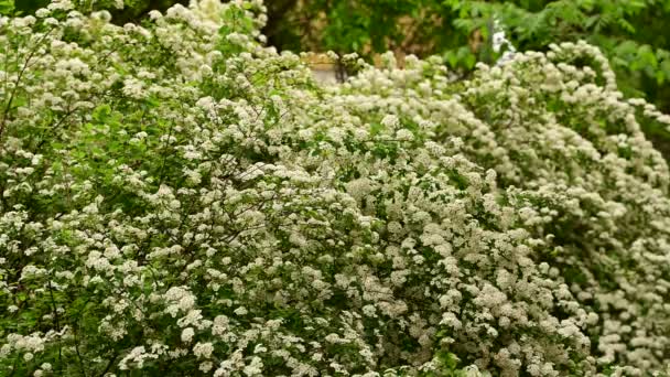 Ramos Arbusto Com Belas Flores Brancas Balançando Vento Close Conceito — Vídeo de Stock