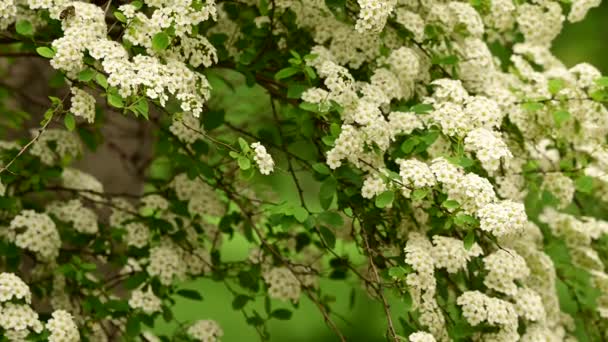 Ramos Arbusto Com Belas Flores Brancas Close Conceito Primavera — Vídeo de Stock