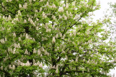 Güzel çiçekli kestane ağacı dalları, yakın plan, bahar konsepti.  