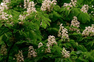 Güzel çiçekli kestane ağacı dalları, yakın plan, bahar konsepti.  