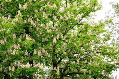 Güzel çiçekli kestane ağacı dalları, yakın plan, bahar konsepti.  