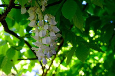 Güzel çiçekli ağaç dalları, yakın plan, bahar konsepti.  