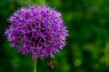 Bahar güneşli bir günde bahçede yetişen güzel çiçekler. 