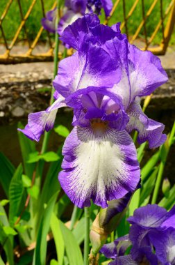 Baharda güneşli bir günde bahçede büyüyen güzel irisler. 