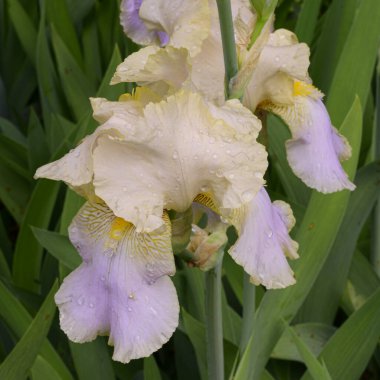 Baharda güneşli bir günde bahçede büyüyen güzel irisler. 