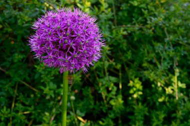 Bahar güneşli bir günde bahçede yetişen güzel çiçekler. 