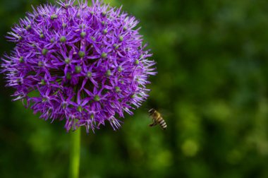Bahar güneşli bir günde bahçede yetişen güzel çiçekler. 
