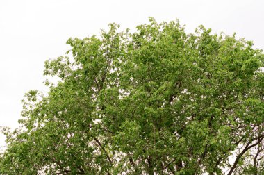 Gökyüzünde yeşil yapraklı ağaç dalları