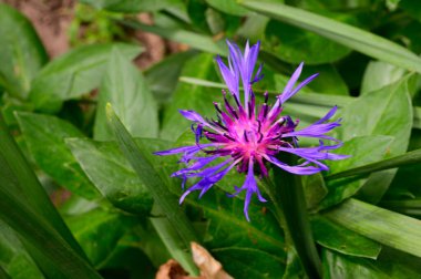 Baharda, güneşli bir günde bahçede büyüyen güzel çiçek. 
