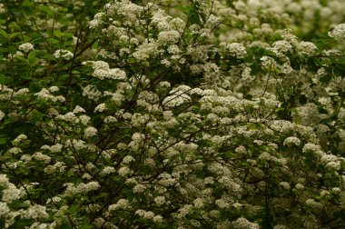 Güzel çiçekli çalılıklar, yakın plan, bahar konsepti.  