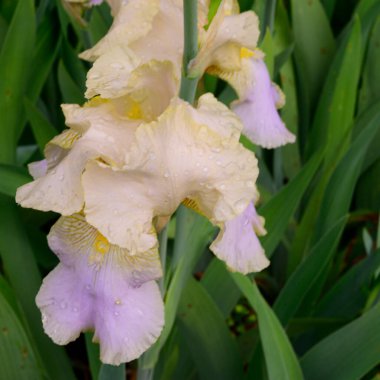 Baharda güneşli bir günde bahçede büyüyen güzel irisler. 