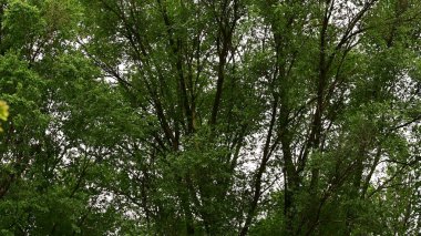 Gökyüzünde yeşil yapraklı ağaç dalları