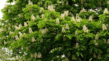 Güzel çiçekli kestane ağacı dalları, yakın plan, bahar konsepti.  