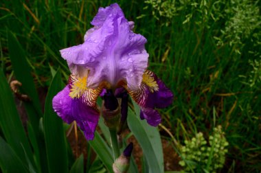 Baharda güneşli bir günde bahçede büyüyen güzel bir göz. 