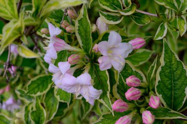 Güzel çiçekli ağaç dalları, yakın plan, bahar konsepti.  