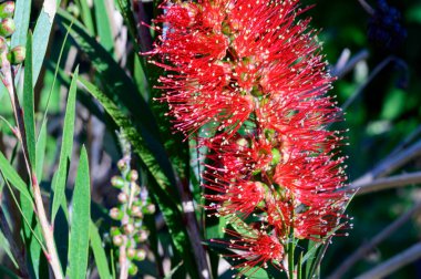 Baharda, güneşli bir günde bahçede büyüyen güzel çiçek. 