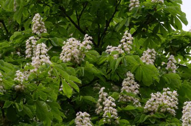 Güzel çiçekli kestane ağacı dalları, yakın plan, bahar konsepti.  