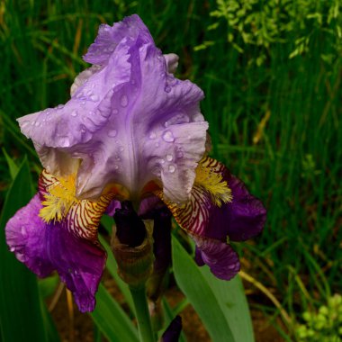 Baharda güneşli bir günde bahçede büyüyen güzel bir göz. 