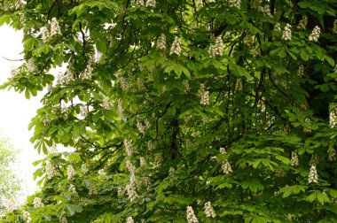 Güzel çiçekli kestane ağacı dalları, yakın plan, bahar konsepti.  