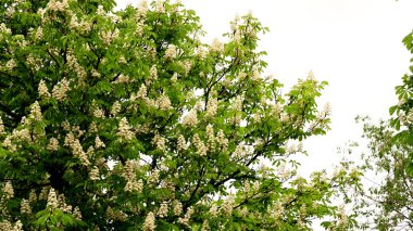 Güzel çiçekli kestane ağacı dalları, yakın plan, bahar konsepti.  