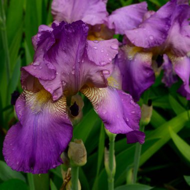 Baharda güneşli bir günde bahçede büyüyen güzel irisler. 
