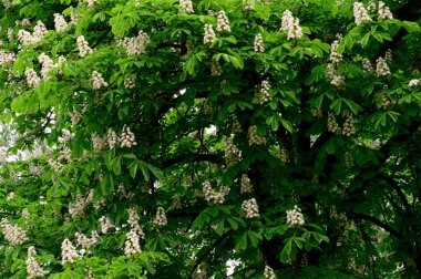 Güzel çiçekli kestane ağacı dalları, yakın plan, bahar konsepti.  