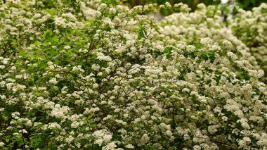 Güzel çiçekli çalılıklar, yakın plan, bahar konsepti.  
