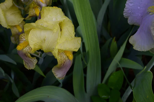 Belas Íris Crescendo Jardim Dia Ensolarado Primavera — Fotografia de Stock