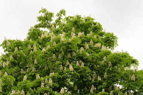 Branches Châtaignier Avec Belles Fleurs Gros Plan Concept Printemps — Photo