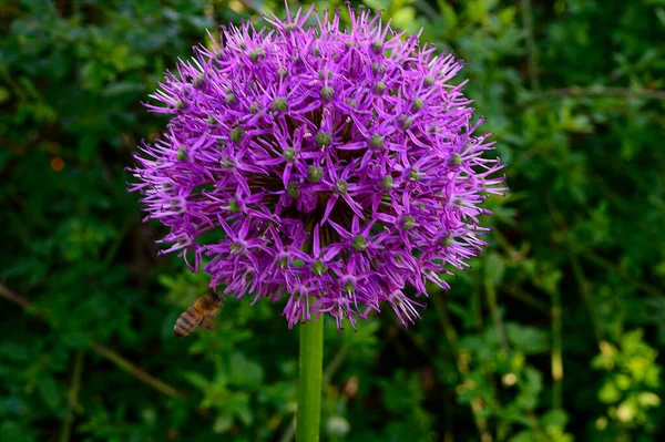 Bahar güneşli bir günde bahçede yetişen güzel çiçekler. 