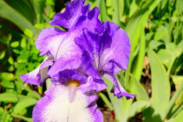 Beau Iris Poussant Dans Jardin Printemps Jour Ensoleillé — Photo