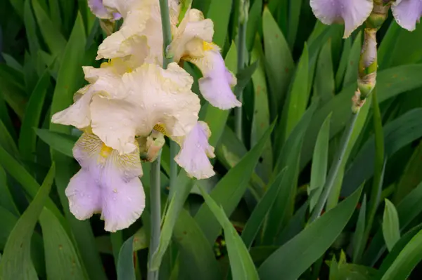 Beaux Iris Poussant Dans Jardin Printemps Jour Ensoleillé — Photo