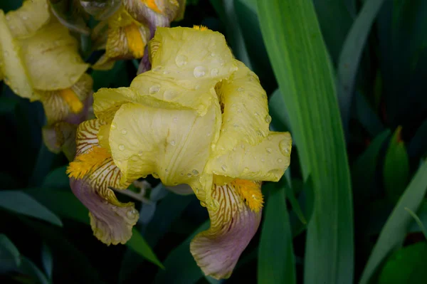 Hermoso Iris Creciendo Jardín Primavera Día Soleado —  Fotos de Stock