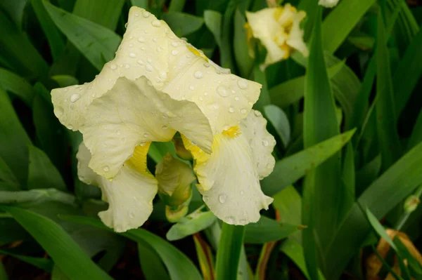 Schöne Schwertlilien Wachsen Garten Sonnigen Frühlingstag — Stockfoto