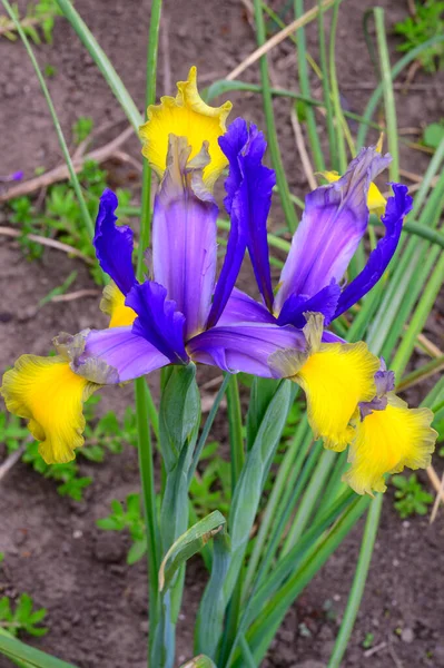 春の晴れた日に庭で成長する美しい虹彩 — ストック写真