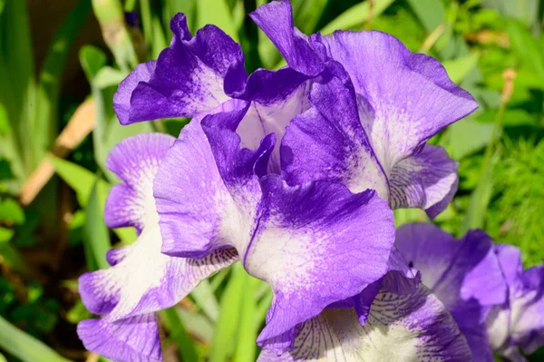 Beau Iris Poussant Dans Jardin Printemps Jour Ensoleillé — Photo