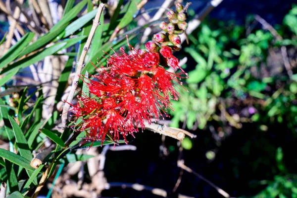 Bel Fiore Che Cresce Giardino Primavera Giornata Sole — Foto Stock