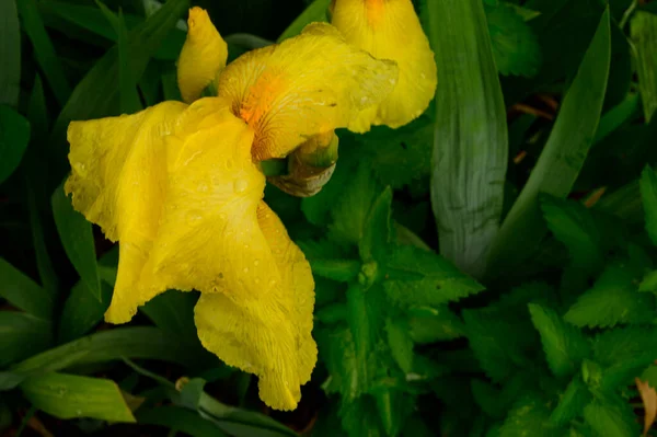 Belle Iridi Che Crescono Giardino Primavera Giornata Sole — Foto Stock