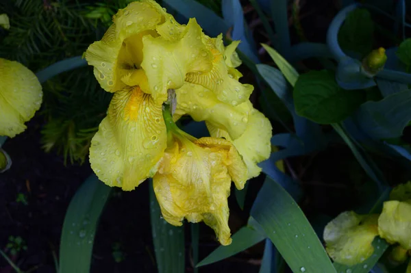 Hermoso Iris Creciendo Jardín Primavera Día Soleado — Foto de Stock