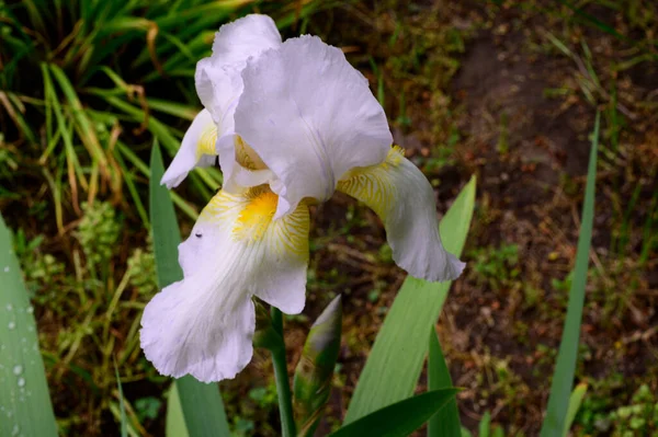 Beau Iris Poussant Dans Jardin Printemps Jour Ensoleillé — Photo