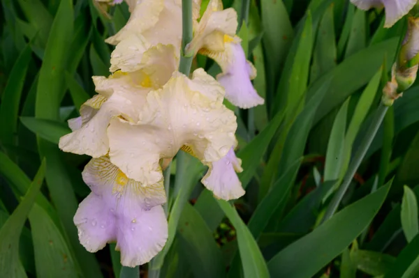 Beaux Iris Poussant Dans Jardin Printemps Jour Ensoleillé — Photo