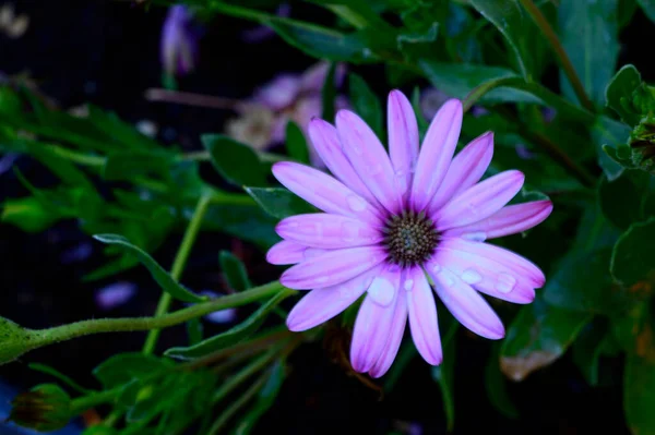 Bel Fiore Che Cresce Giardino Primavera Giornata Sole — Foto Stock