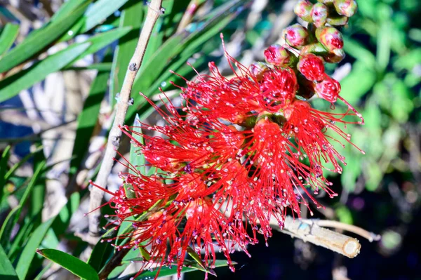 Mooie Bloemen Groeien Tuin Het Voorjaar Zonnige Dag — Stockfoto