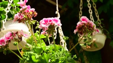Baharın güneşli günlerinde bahçeye güzel çiçeklerle asılmış tencereler. 