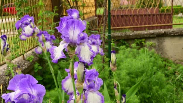 Iris Indah Tumbuh Taman Pada Musim Semi Hari Cerah — Stok Video