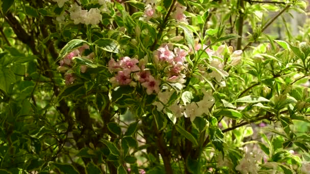 Flores Bonitas Crescendo Jardim Dia Ensolarado Primavera — Vídeo de Stock