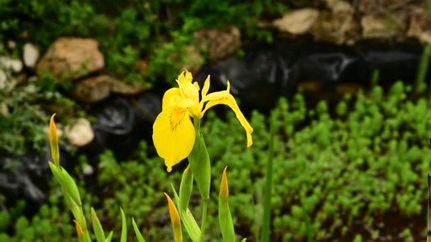Mooie Irissen Groeien Tuin Het Voorjaar Zonnige Dag — Stockvideo