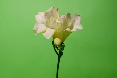 Parlak arka planda güzel çiçekler, bahar konsepti, yakın manzara   