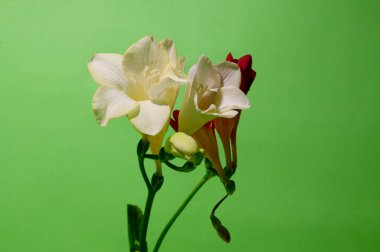 Parlak arka planda güzel çiçekler, bahar konsepti, yakın manzara   